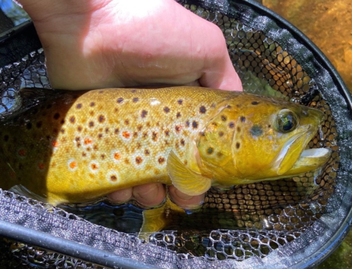 Western Massachusetts Creek Fishing – Small Streams, Big Fun